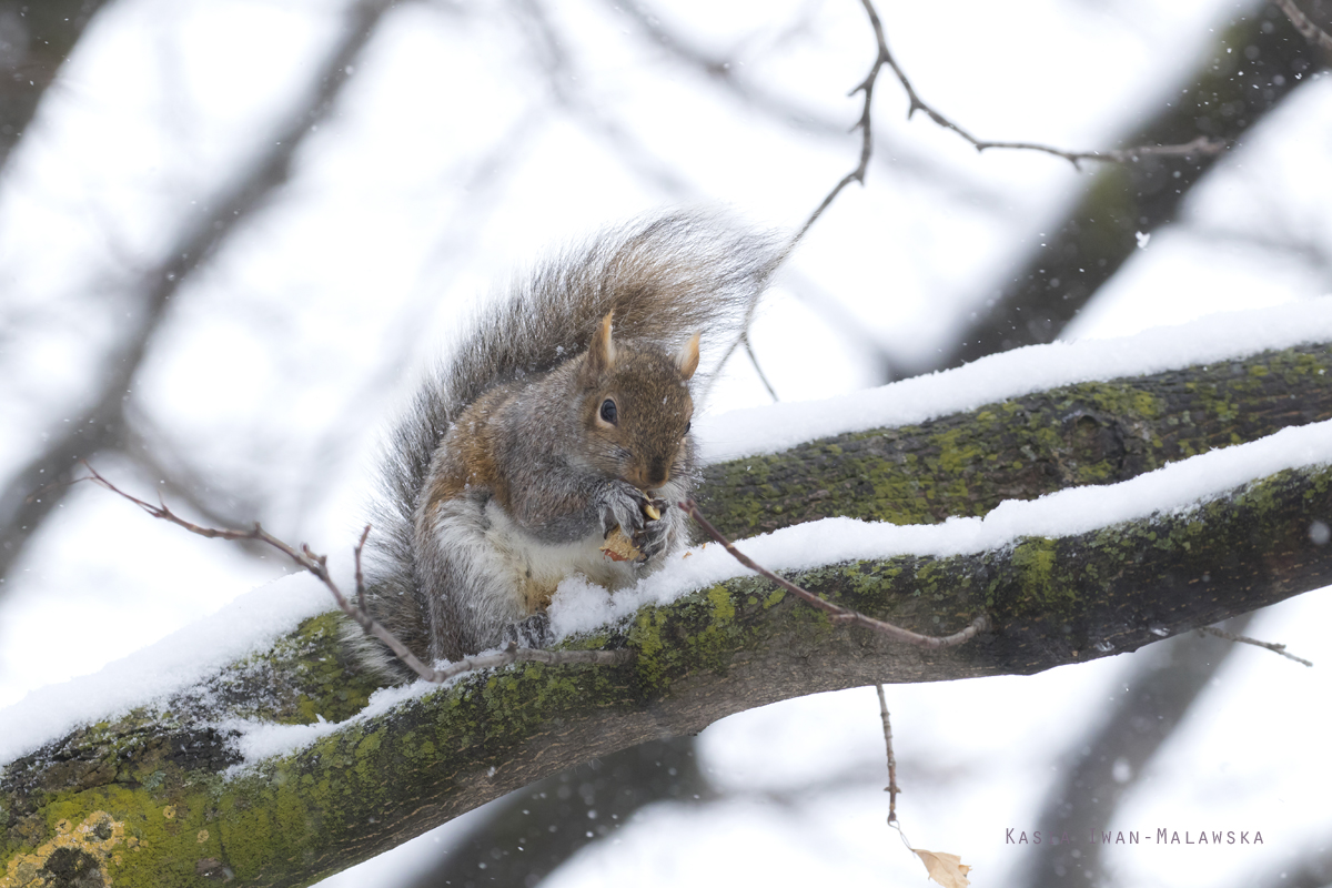 Wiewirka, szara, Sciurus, carolinensis, Kanada, ssaki