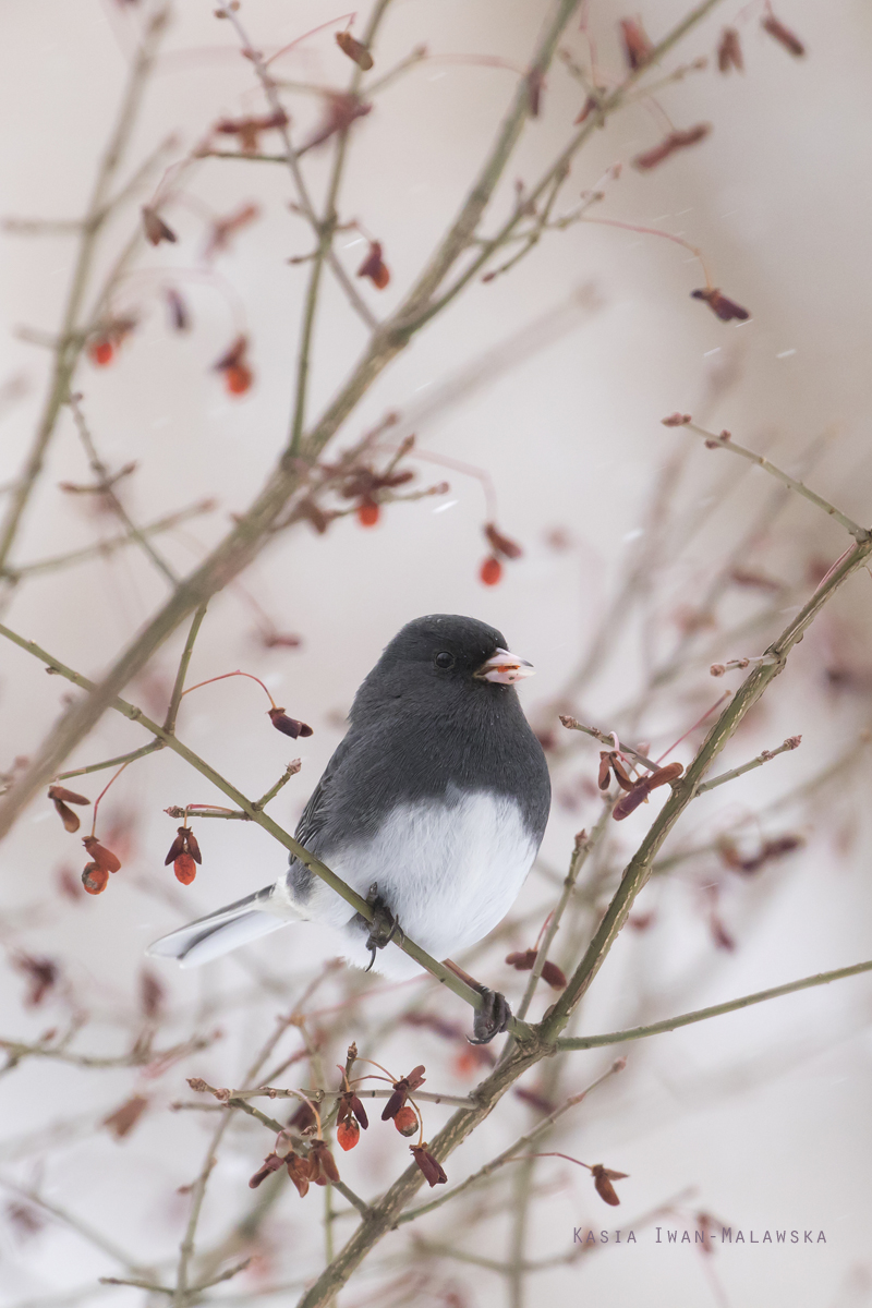 Dark-eyed, Junco, Fringilla, hyemalis, Canada