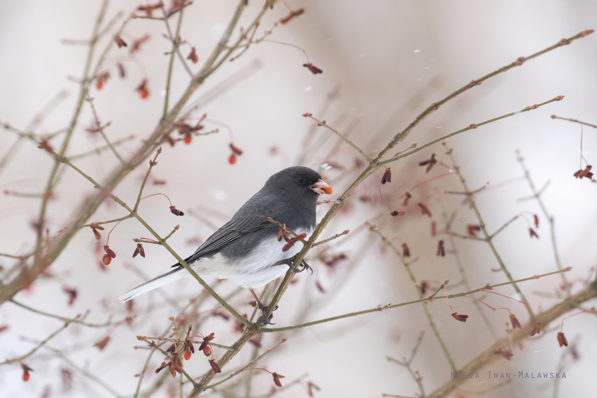 Dark-eyed, Junco, Fringilla, hyemalis, Canada