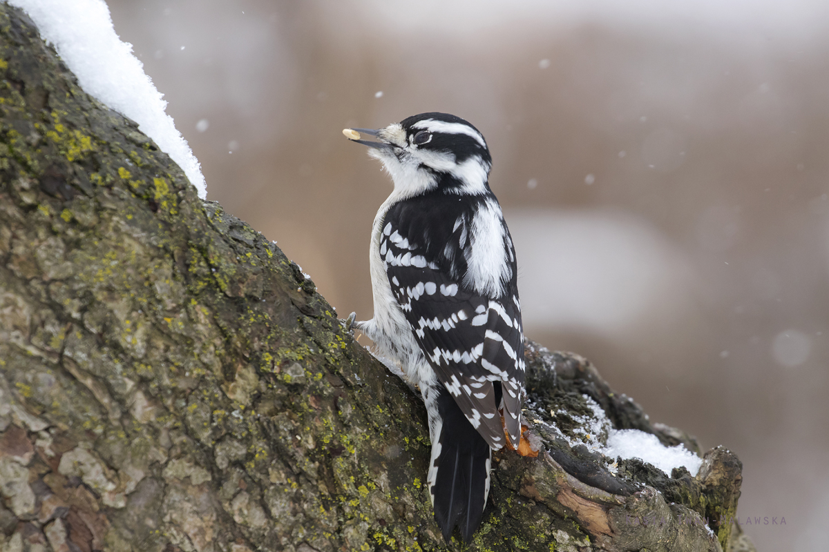 Picoides, Downy, Woodpecker, Dryobates, Picus, pubescens, Canada