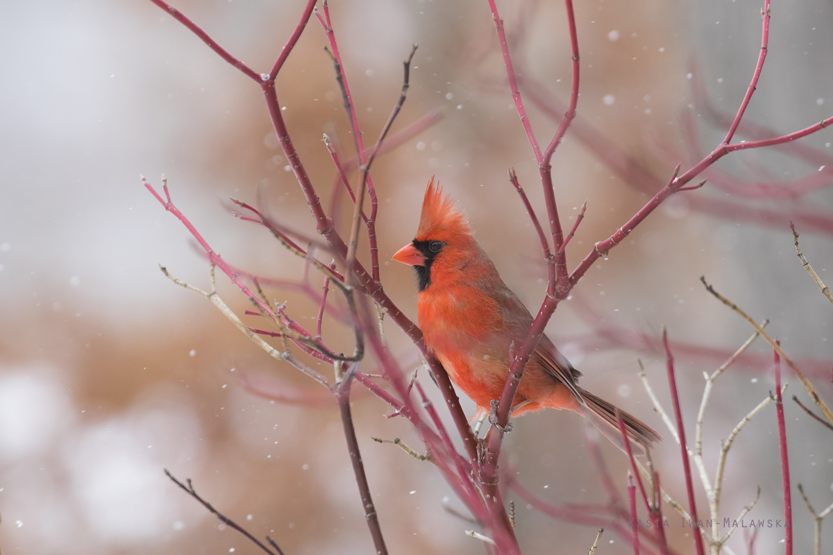 Cardinalis, Northern, Cardinal, Loxia, Richmondena, cardinalis, Canada