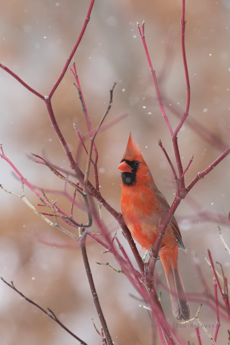 Cardinalis, Northern, Cardinal, Loxia, Richmondena, cardinalis, Canada