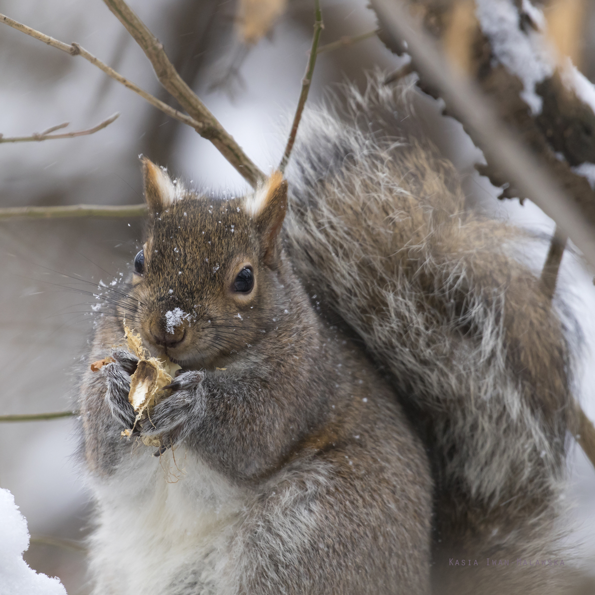 Wiewirka, szara, Sciurus, carolinensis, Kanada, ssaki