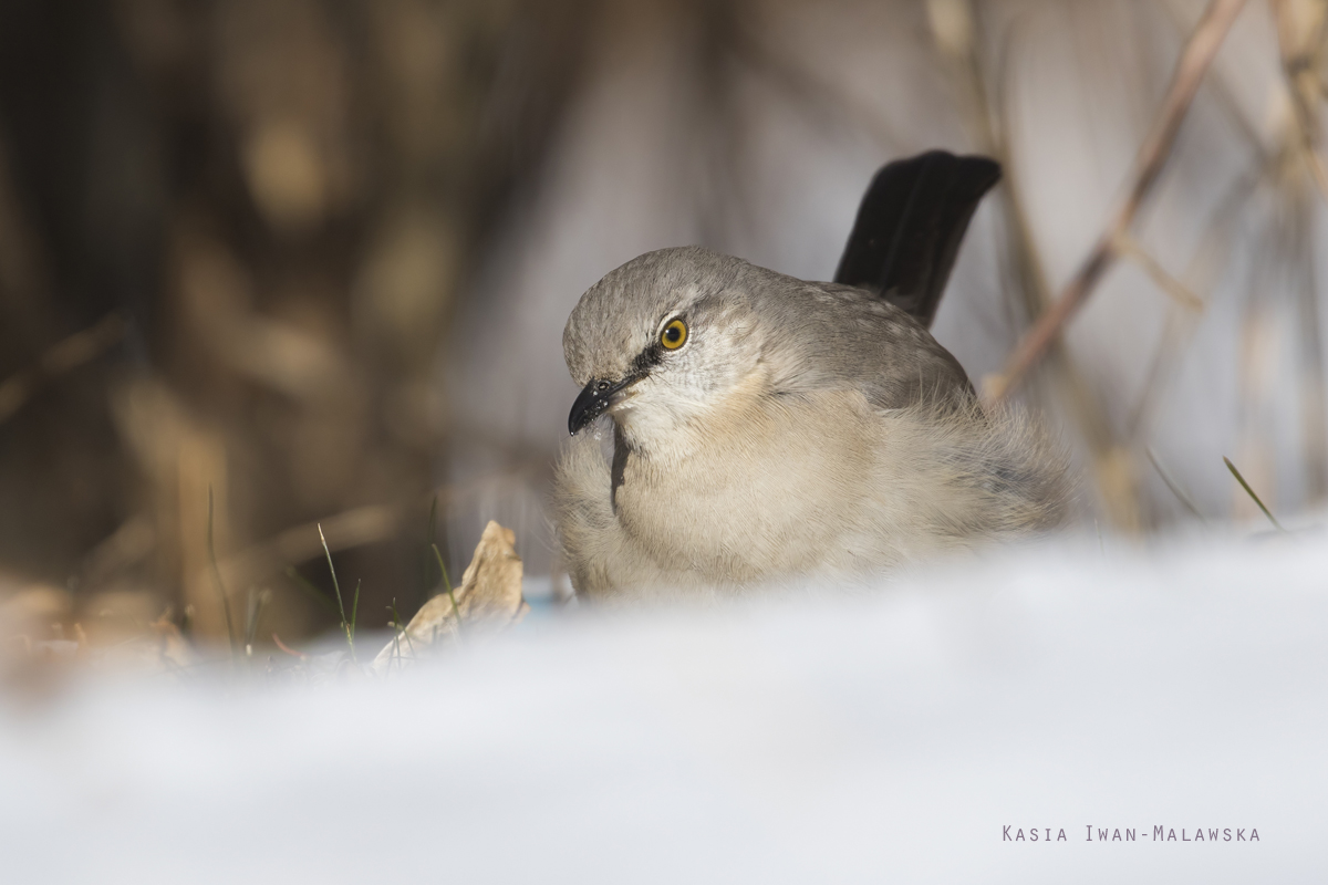 Mimus, Northern, Mockingbird, Turdus, polyglottos, Canada