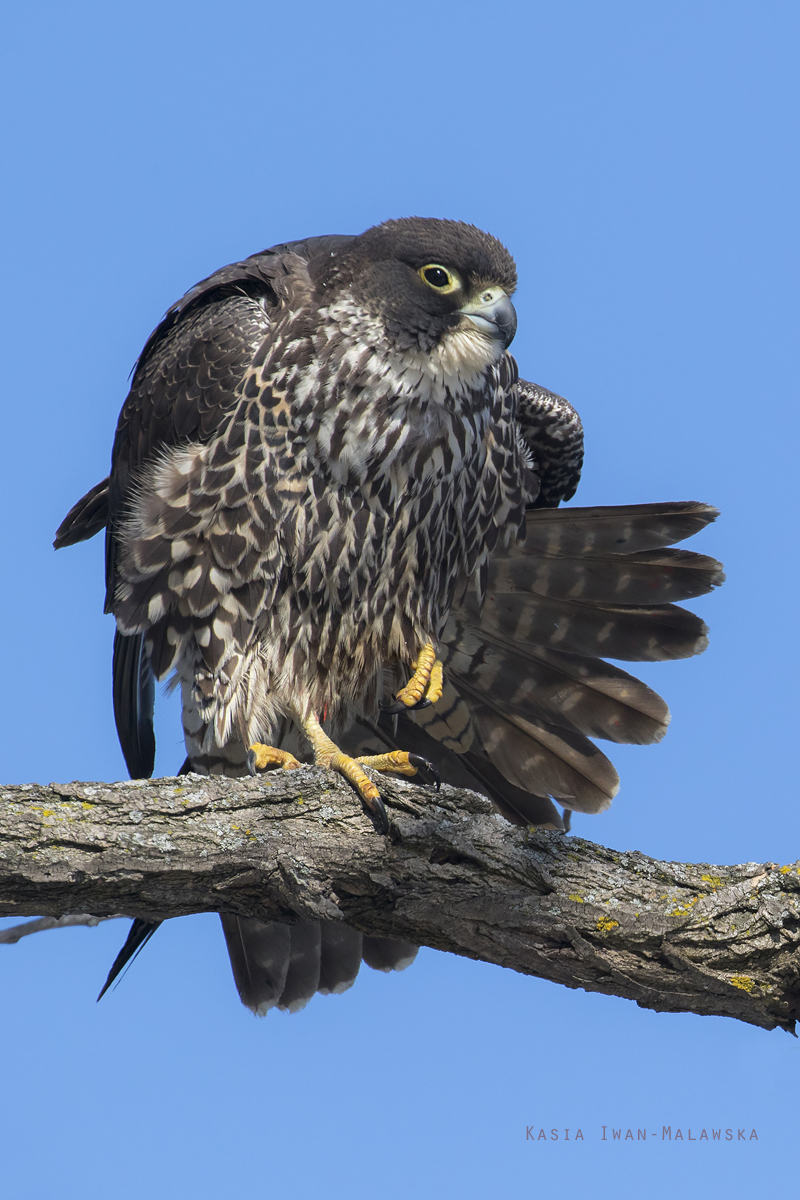 Falco, peregrinus, Falcon, Peregrine, Canada