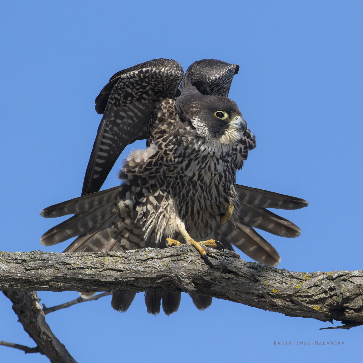 Falco, peregrinus, Falcon, Peregrine, Canada