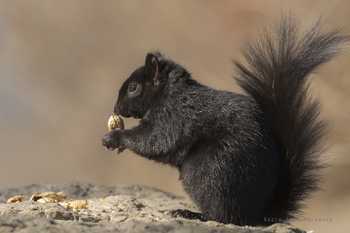 Wiewirka, szara, Sciurus, carolinensis, Kanada, ssaki