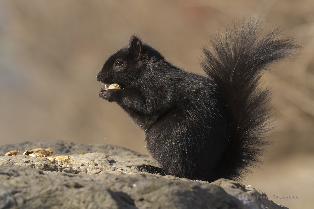 Wiewirka, szara, Sciurus, carolinensis, Kanada, ssaki