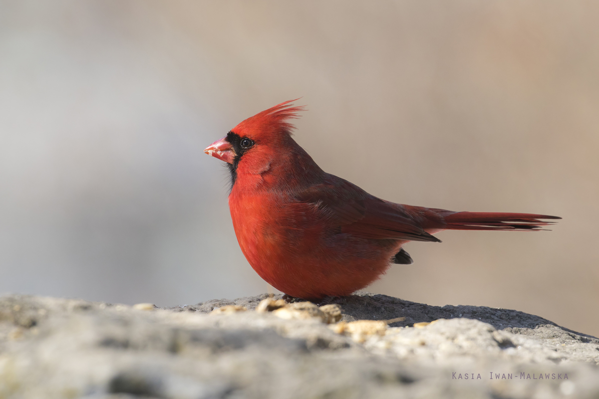 Kardyna, szkaratny, Cardinalis, cardinalis, Kanada, ptaki