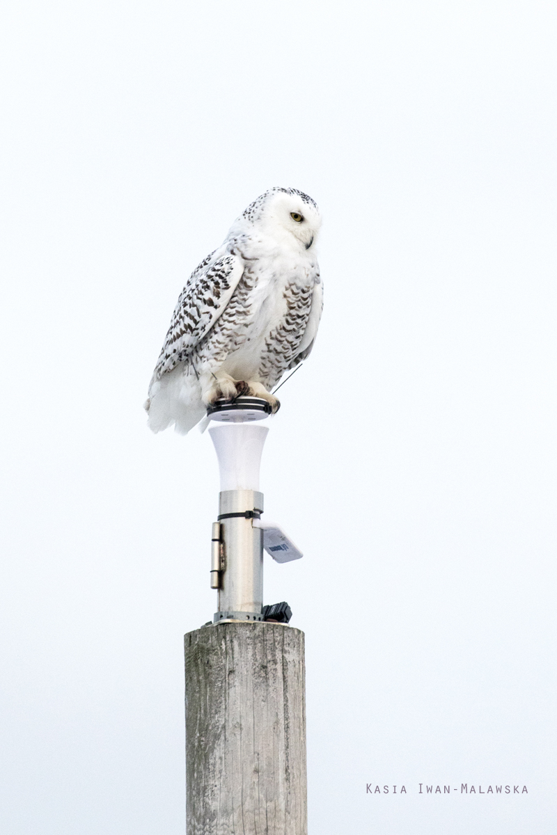 Bubo, scandiacus, Snowy, Owl, Nyctea, scandiaca, Canada