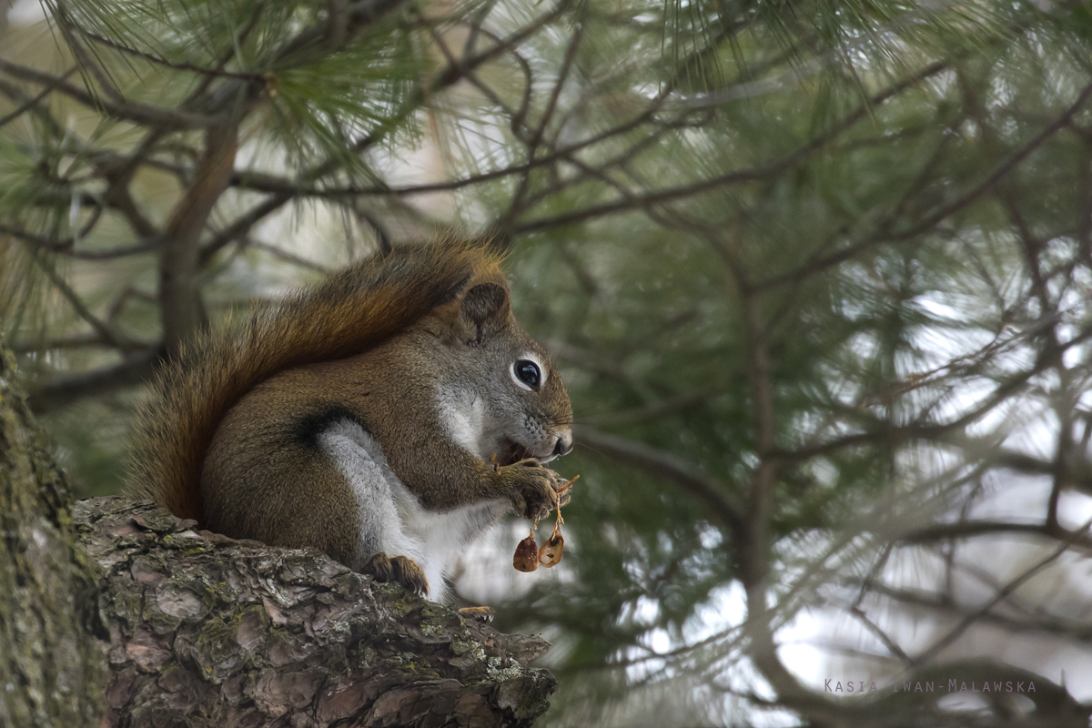 Tamiasciurus, hudsonicus, American, red, squirrel, Canada