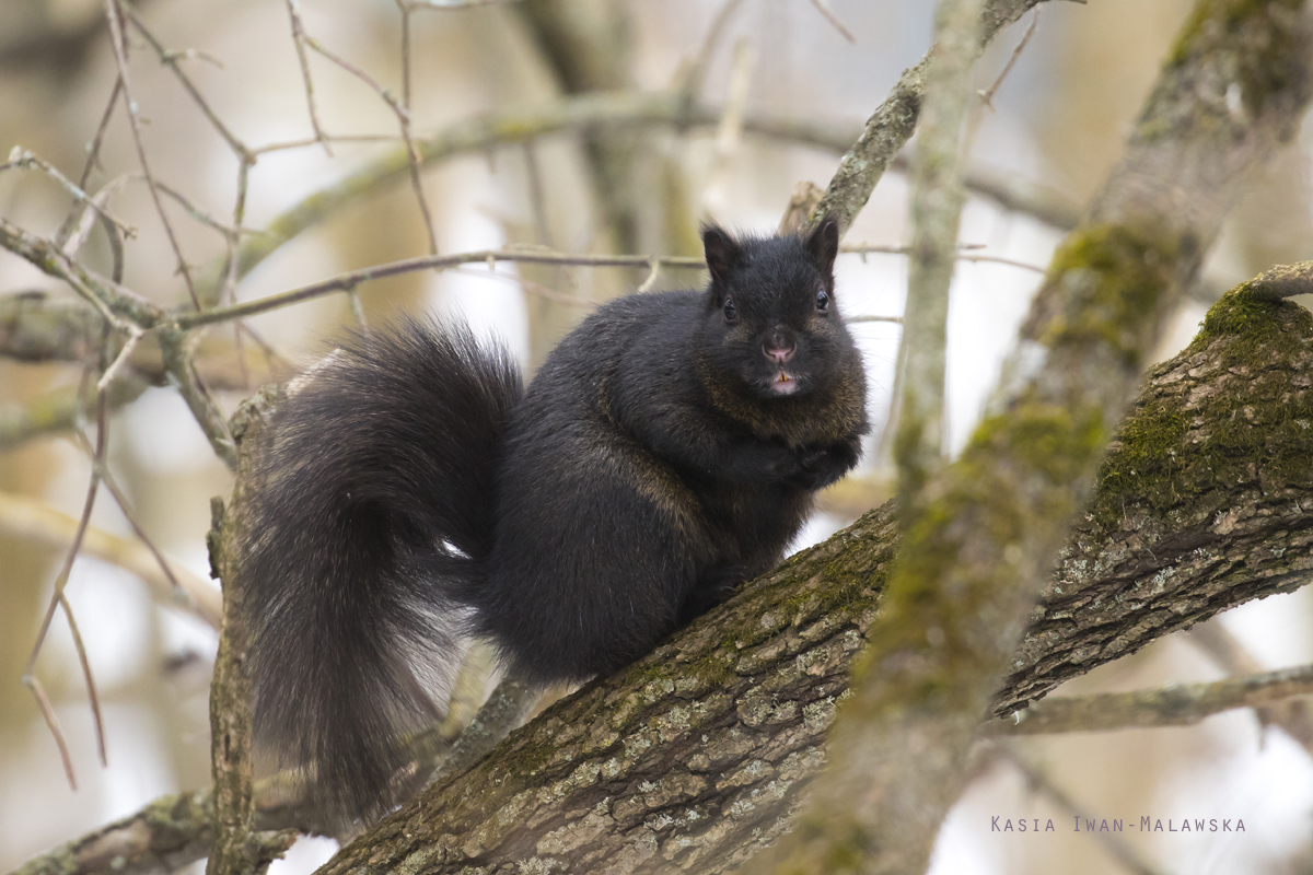 Wiewirka, szara, Sciurus, carolinensis, Kanada, ssaki