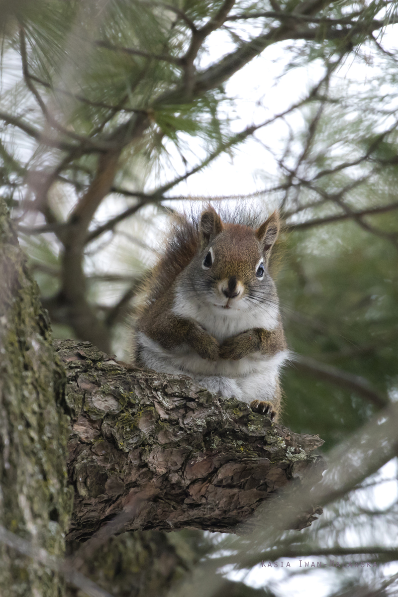 Wiewirka, Tamiasciurus, hudsonicus, sosnowirka, czerwona, Kanada, ssaki