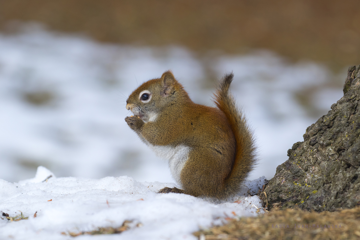 Wiewirka, Tamiasciurus, hudsonicus, sosnowirka, czerwona, Kanada, ssaki