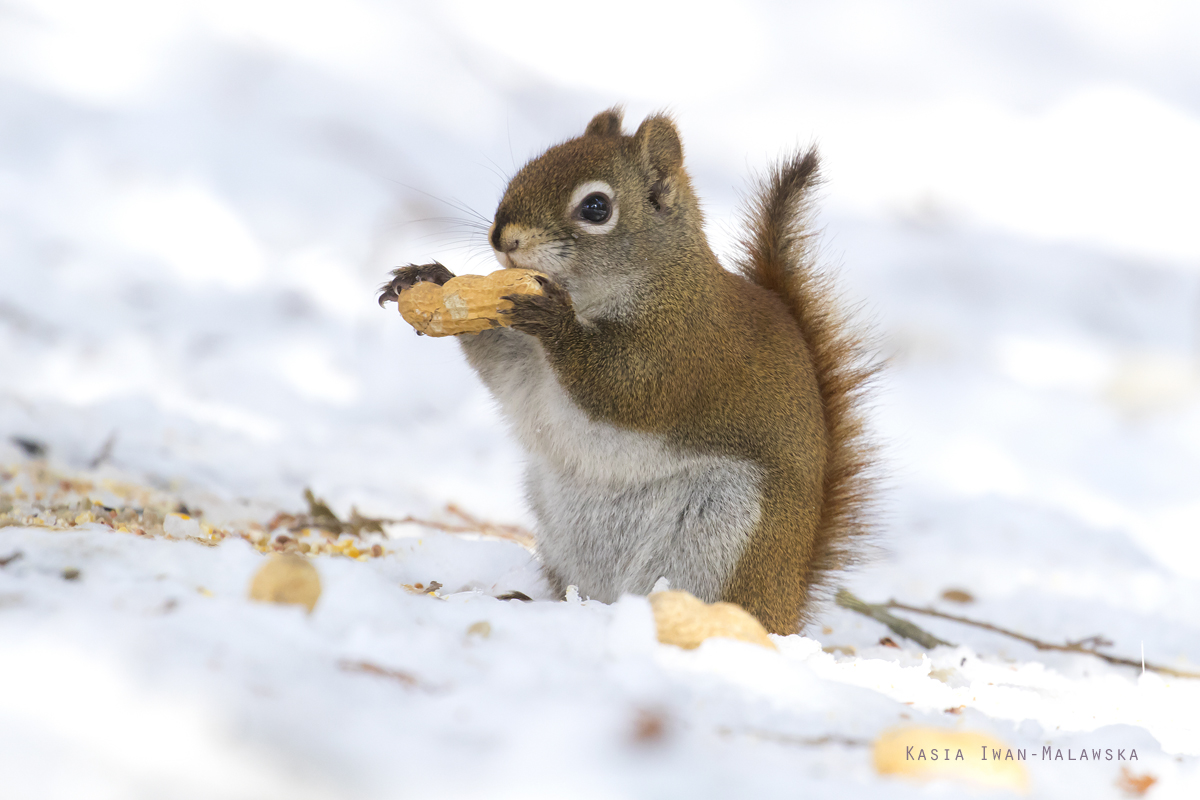 Wiewirka, Tamiasciurus, hudsonicus, sosnowirka, czerwona, Kanada, ssaki