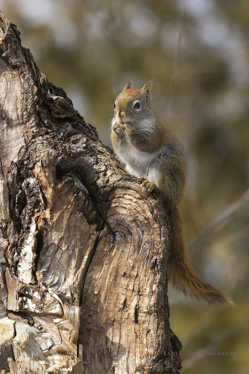 Wiewirka, Tamiasciurus, hudsonicus, sosnowirka, czerwona, Kanada, ssaki