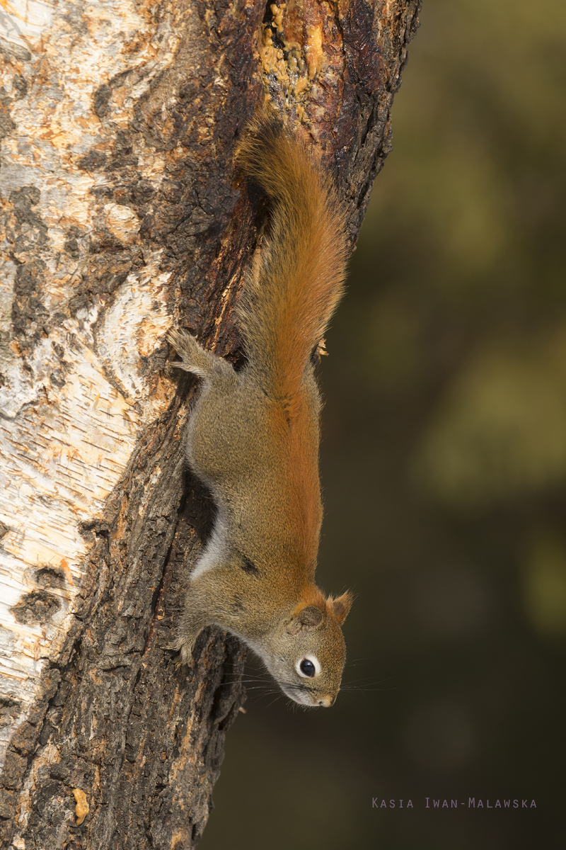 Wiewirka, Tamiasciurus, hudsonicus, sosnowirka, czerwona, Kanada, ssaki