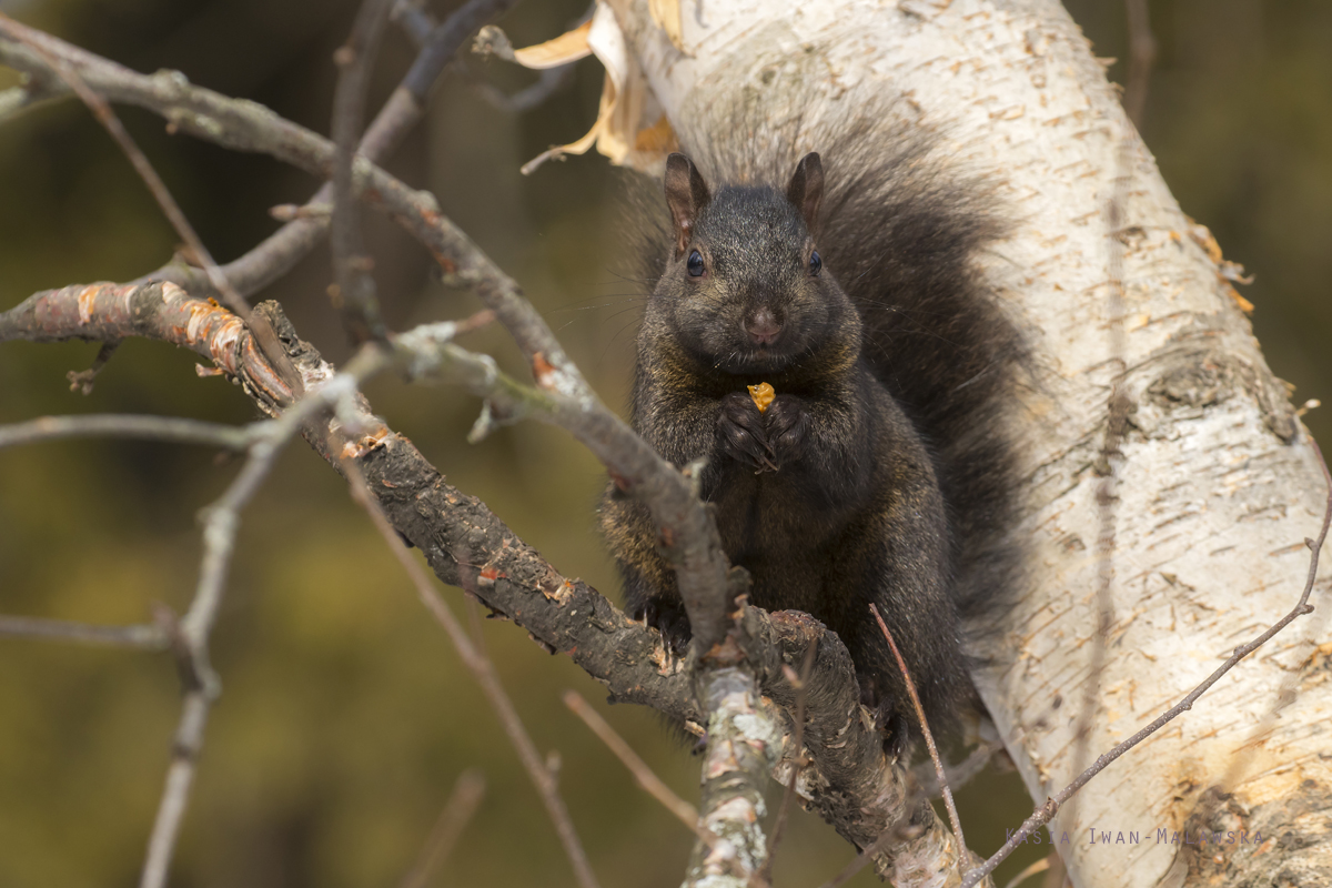 Wiewirka, szara, Sciurus, carolinensis, Kanada, ssaki