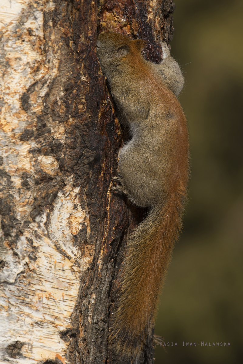 Wiewirka, Tamiasciurus, hudsonicus, sosnowirka, czerwona, Kanada, ssaki