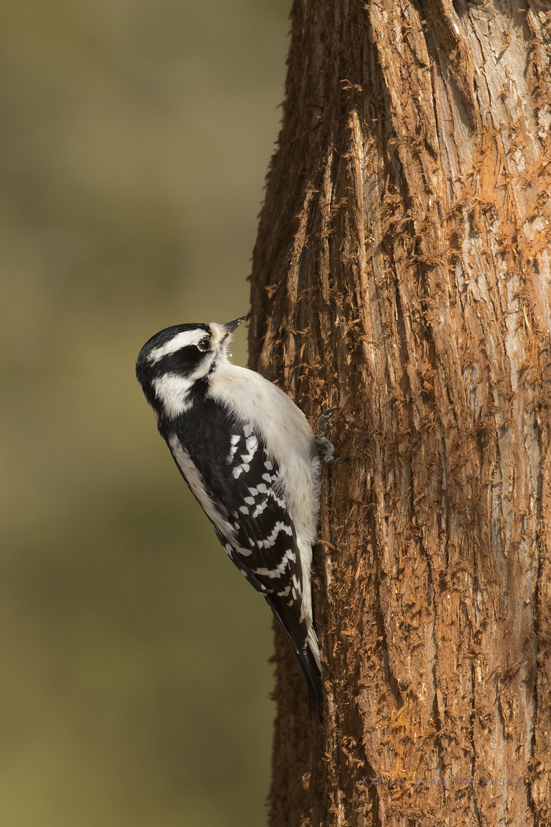 Picoides, Downy, Woodpecker, Dryobates, Picus, pubescens, Canada