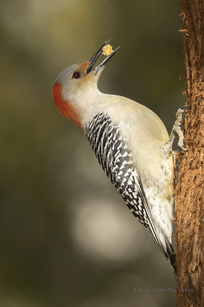 Melanerpes, carolinus, Red-bellied, Woodpecker, Canada