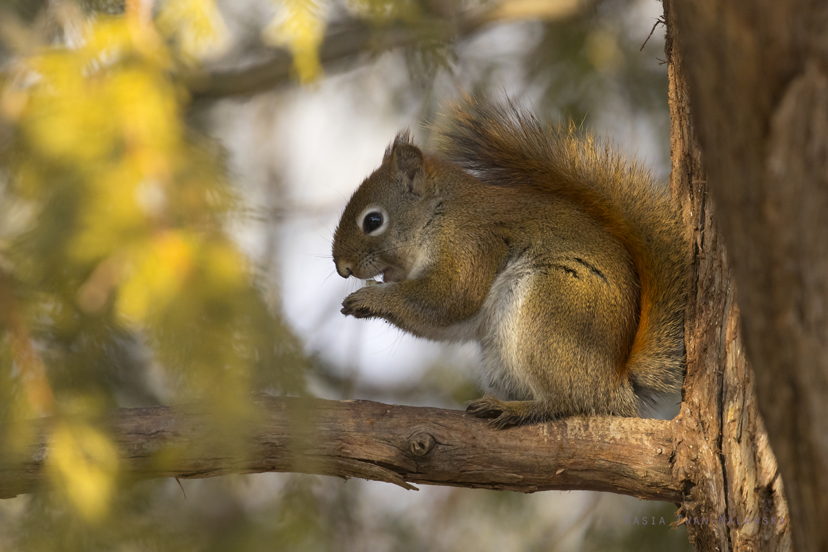 Wiewirka, Tamiasciurus, hudsonicus, sosnowirka, czerwona, Kanada, ssaki