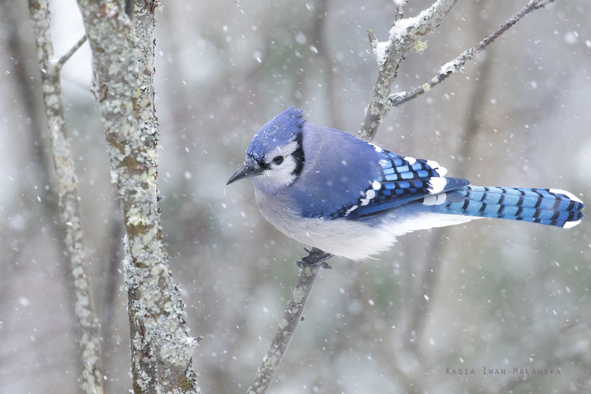 Cyanocitta, cristata, Blue, Jay, Corvus, cristatus, Canada