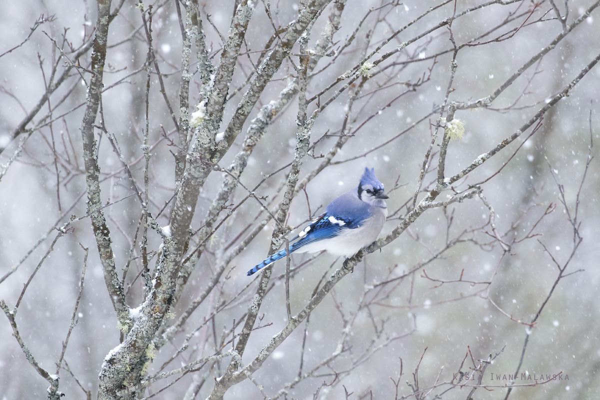 Cyanocitta, cristata, Blue, Jay, Corvus, cristatus, Canada