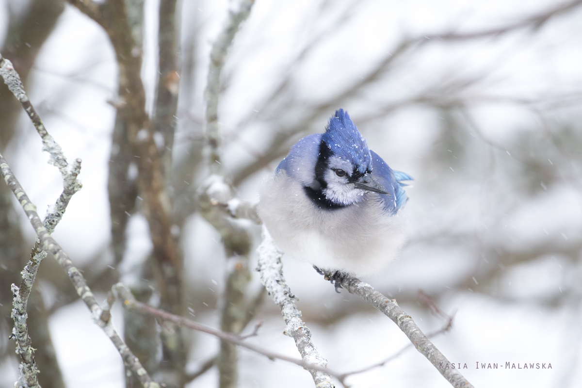 Cyanocitta, cristata, Blue, Jay, Corvus, cristatus, Canada