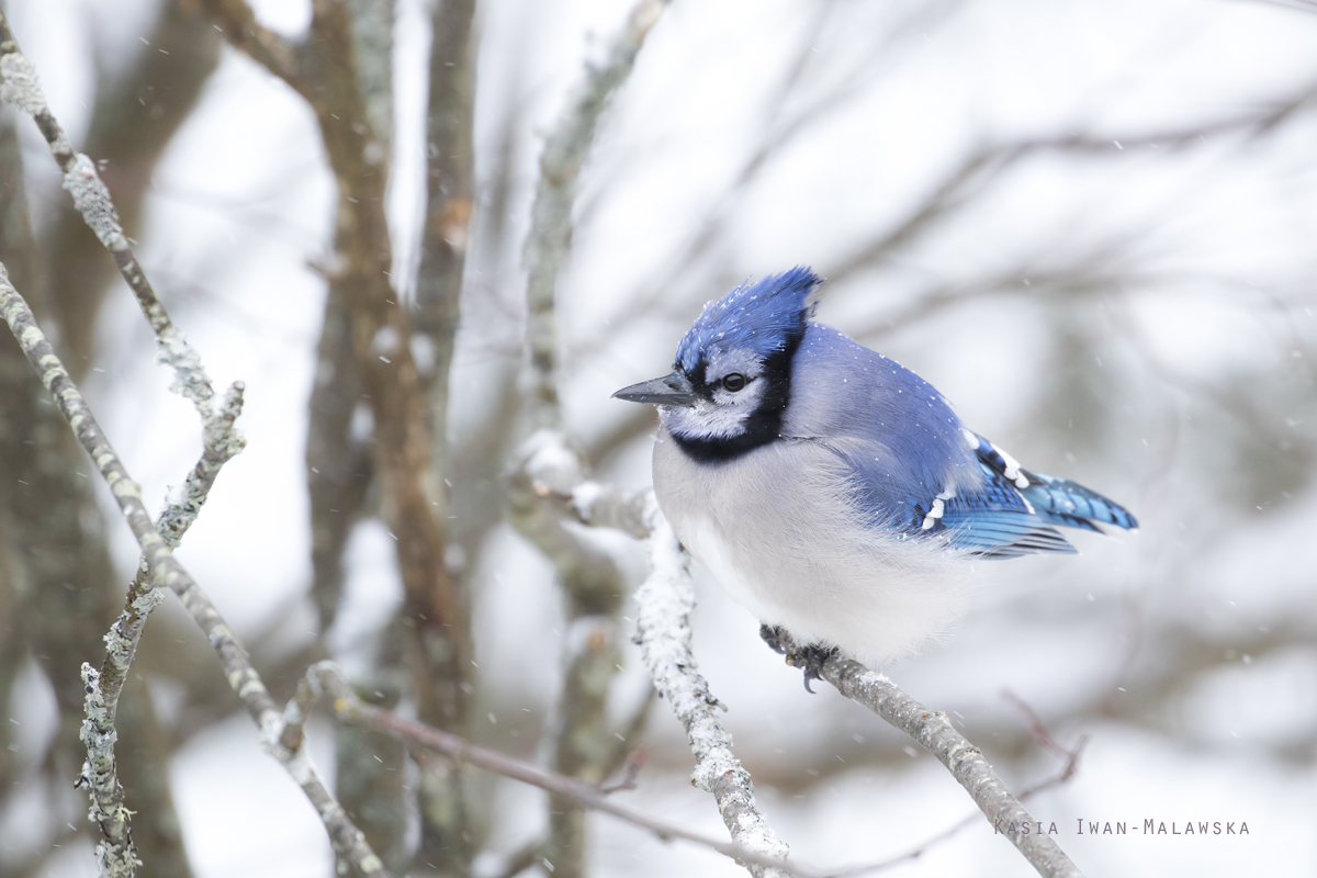 Cyanocitta, cristata, Blue, Jay, Corvus, cristatus, Canada