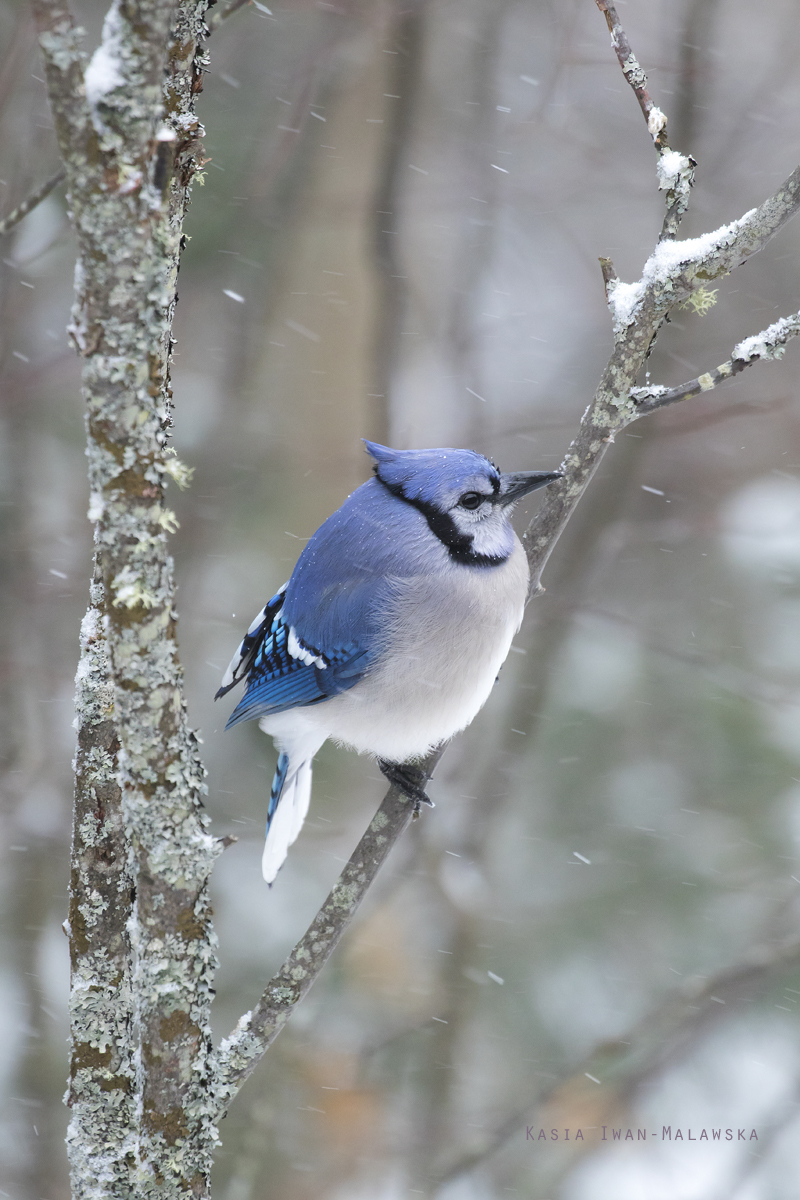 Cyanocitta, cristata, Blue, Jay, Corvus, cristatus, Canada