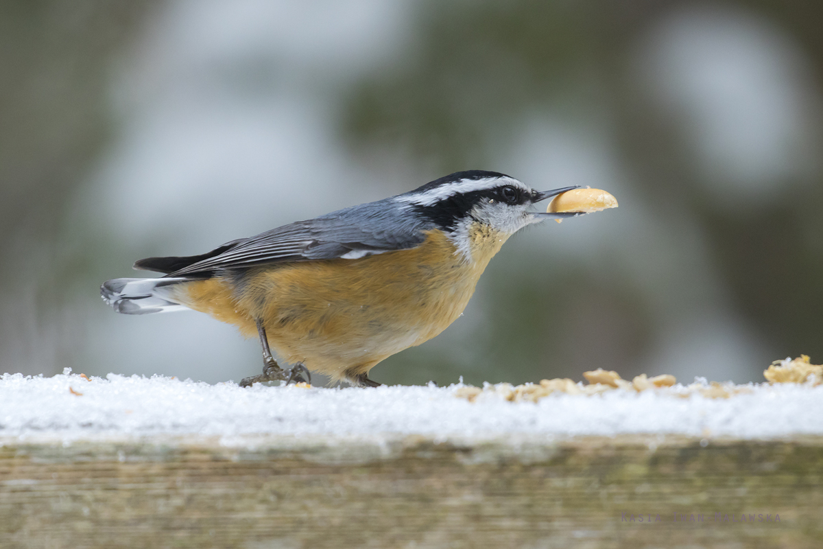 Sitta, canadensis, Red-breasted, Nuthatch, Canada