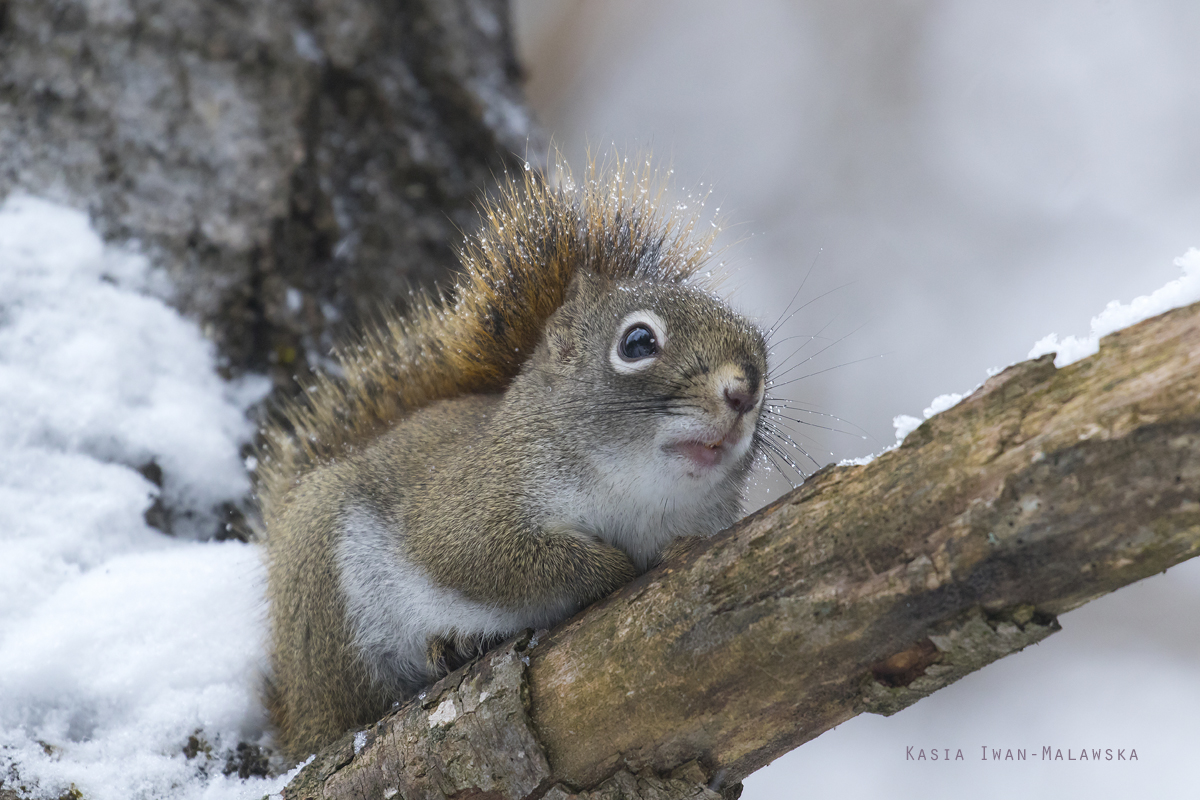 Wiewirka, Tamiasciurus, hudsonicus, sosnowirka, czerwona, Kanada, ssaki