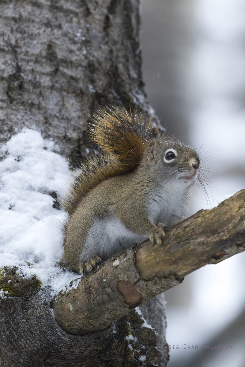 Wiewirka, Tamiasciurus, hudsonicus, sosnowirka, czerwona, Kanada, ssaki