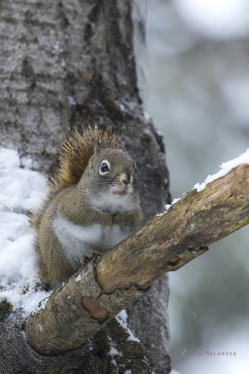 Wiewirka, Tamiasciurus, hudsonicus, sosnowirka, czerwona, Kanada, ssaki