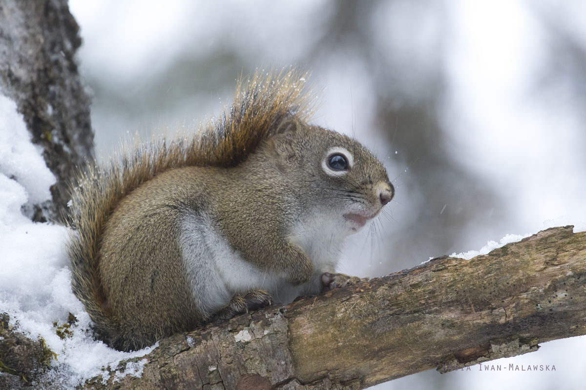 Wiewirka, Tamiasciurus, hudsonicus, sosnowirka, czerwona, Kanada, ssaki