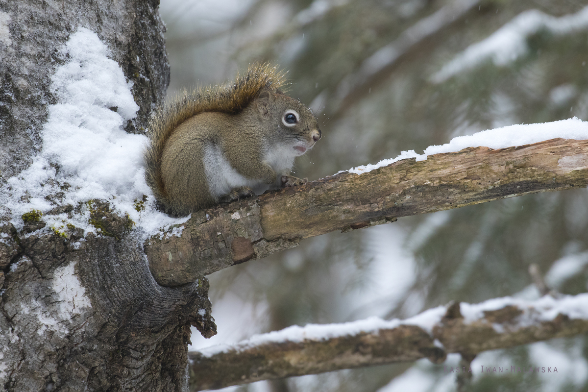 Wiewirka, Tamiasciurus, hudsonicus, sosnowirka, czerwona, Kanada, ssaki