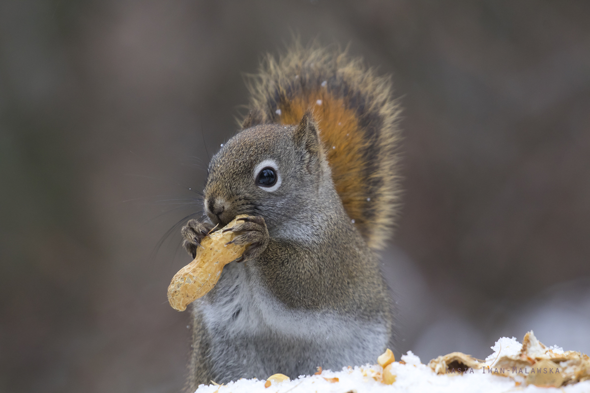 Wiewirka, Tamiasciurus, hudsonicus, sosnowirka, czerwona, Kanada, ssaki