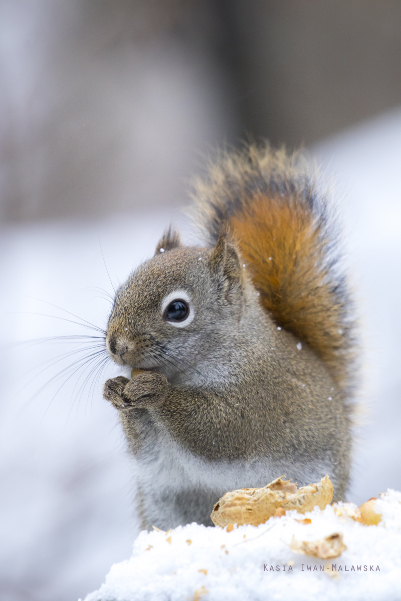 Wiewirka, Tamiasciurus, hudsonicus, sosnowirka, czerwona, Kanada, ssaki