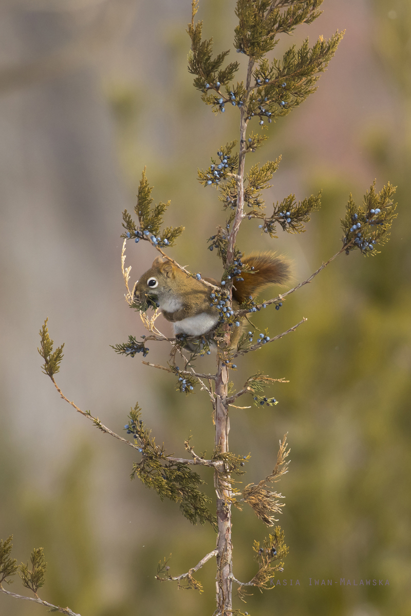 Wiewirka, Tamiasciurus, hudsonicus, sosnowirka, czerwona, Kanada, ssaki