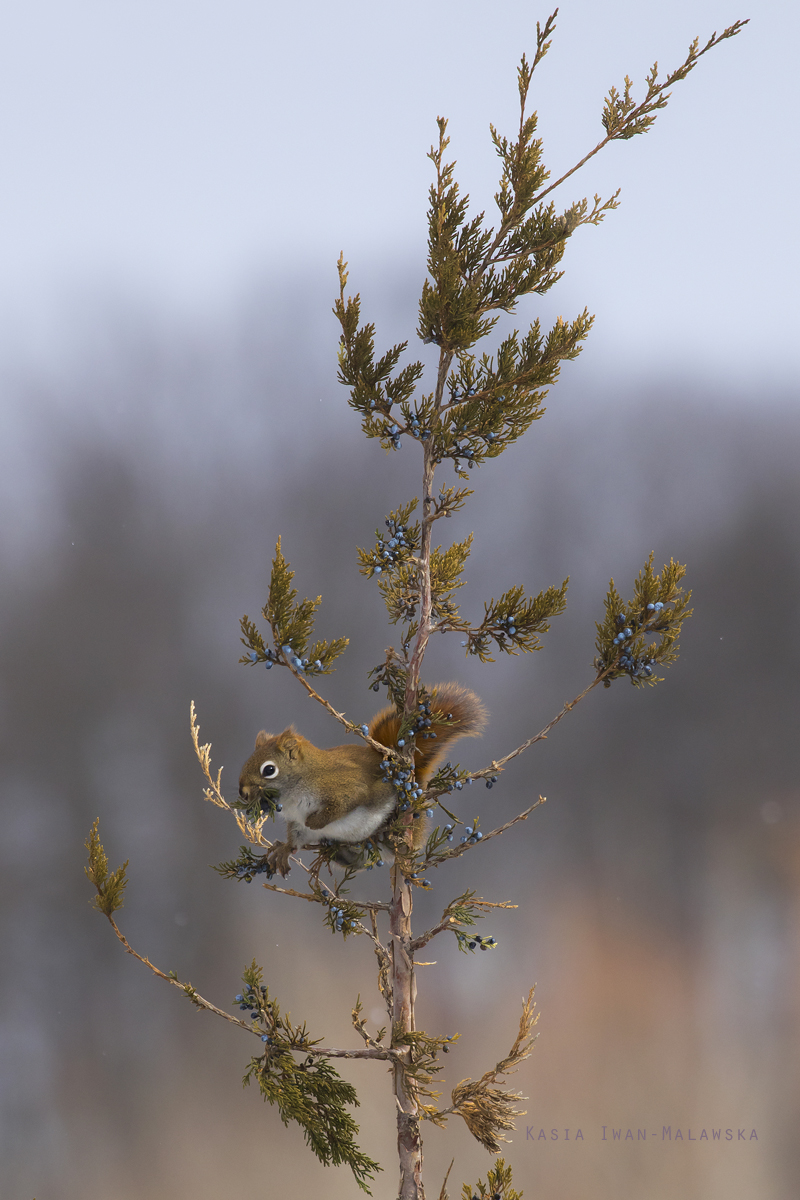 Wiewirka, Tamiasciurus, hudsonicus, sosnowirka, czerwona, Kanada, ssaki