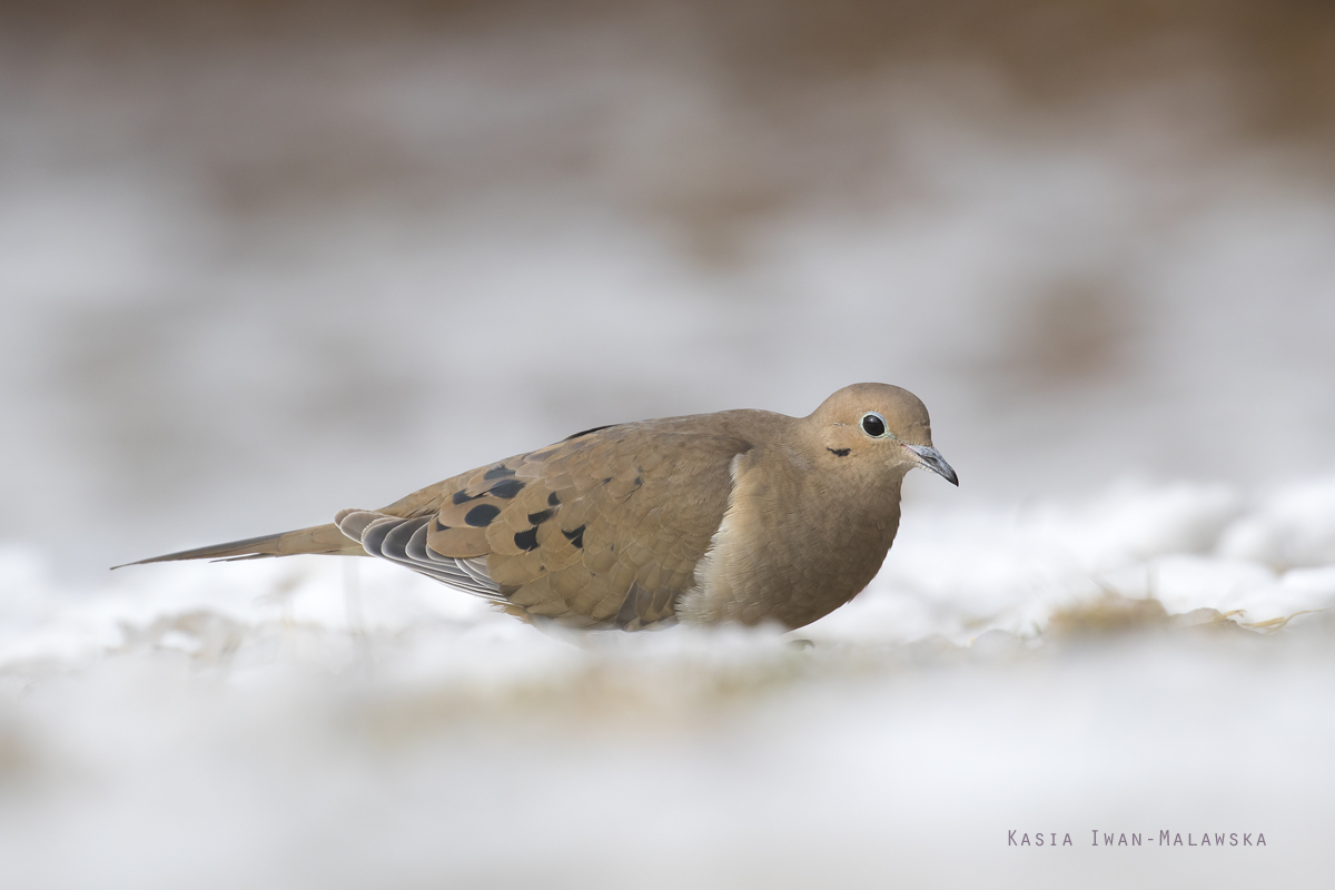 Zenaida, macroura, Mourning, Dove, Canada