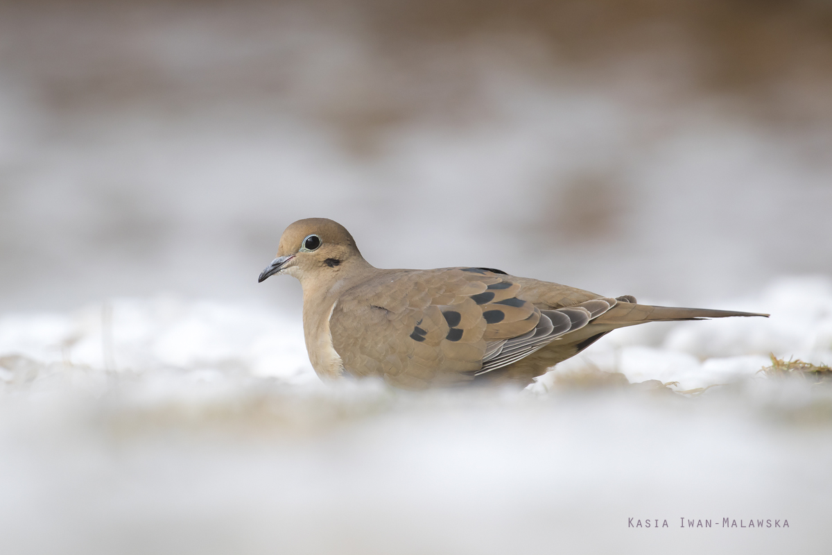 Zenaida, macroura, Mourning, Dove, Canada