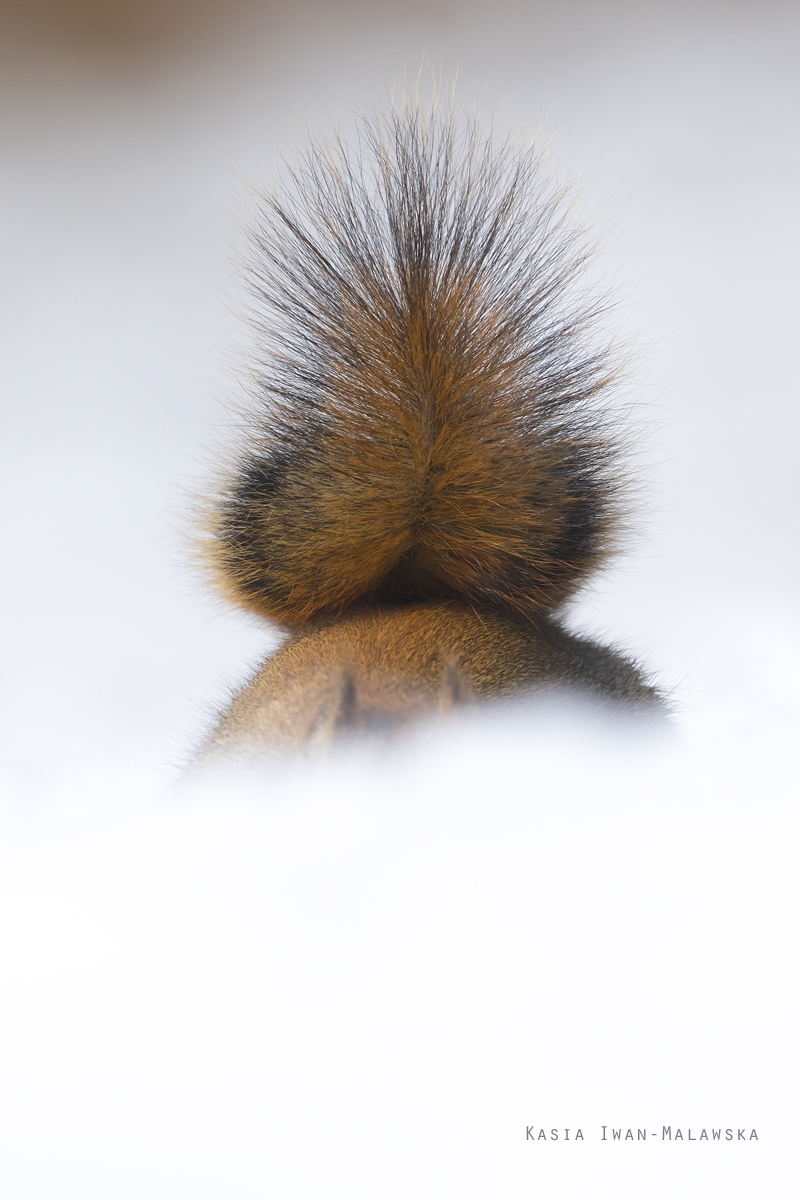 Tamiasciurus, hudsonicus, American, red, squirrel, Canada