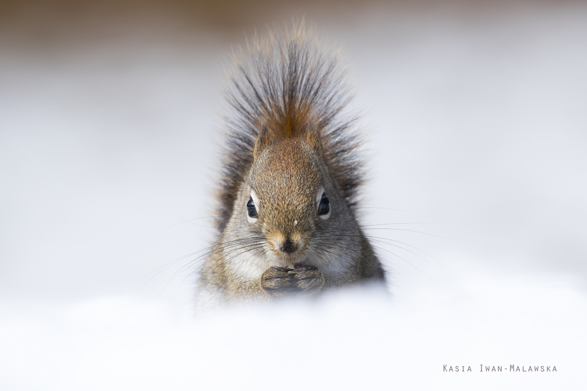 Wiewirka, Tamiasciurus, hudsonicus, sosnowirka, czerwona, Kanada, ssaki