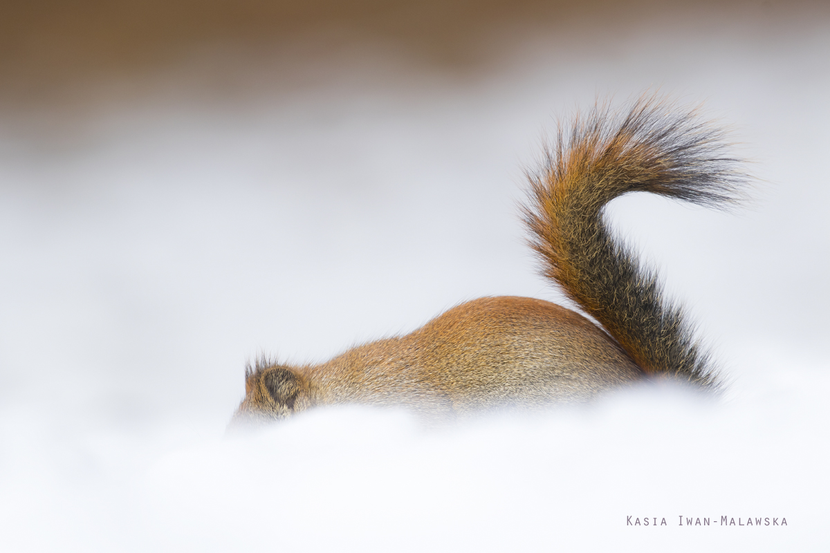 Wiewirka, Tamiasciurus, hudsonicus, sosnowirka, czerwona, Kanada, ssaki