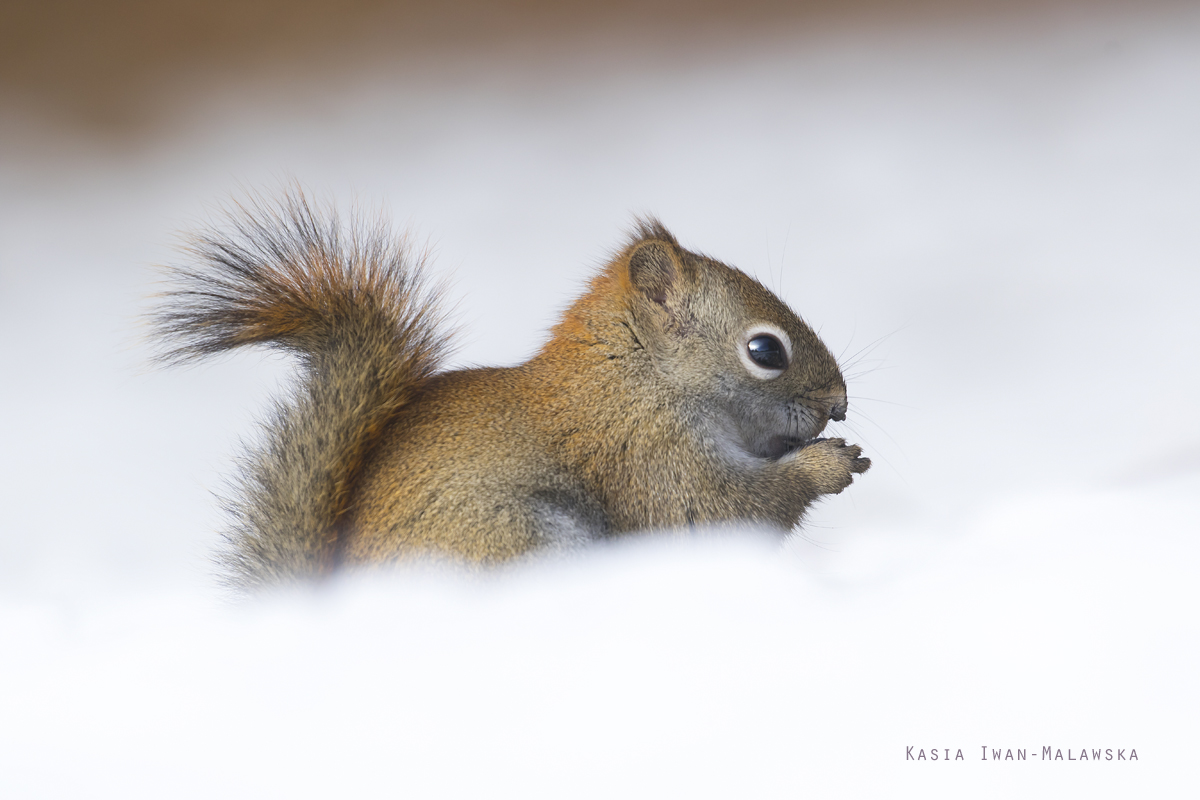 Wiewirka, Tamiasciurus, hudsonicus, sosnowirka, czerwona, Kanada, ssaki