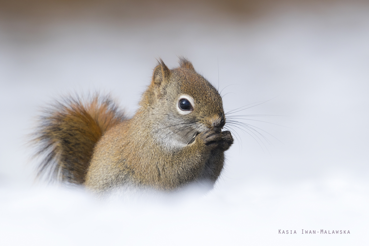 Wiewirka, Tamiasciurus, hudsonicus, sosnowirka, czerwona, Kanada, ssaki