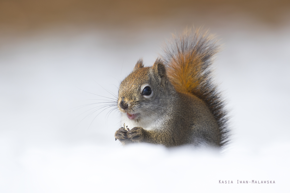 Wiewirka, Tamiasciurus, hudsonicus, sosnowirka, czerwona, Kanada, ssaki