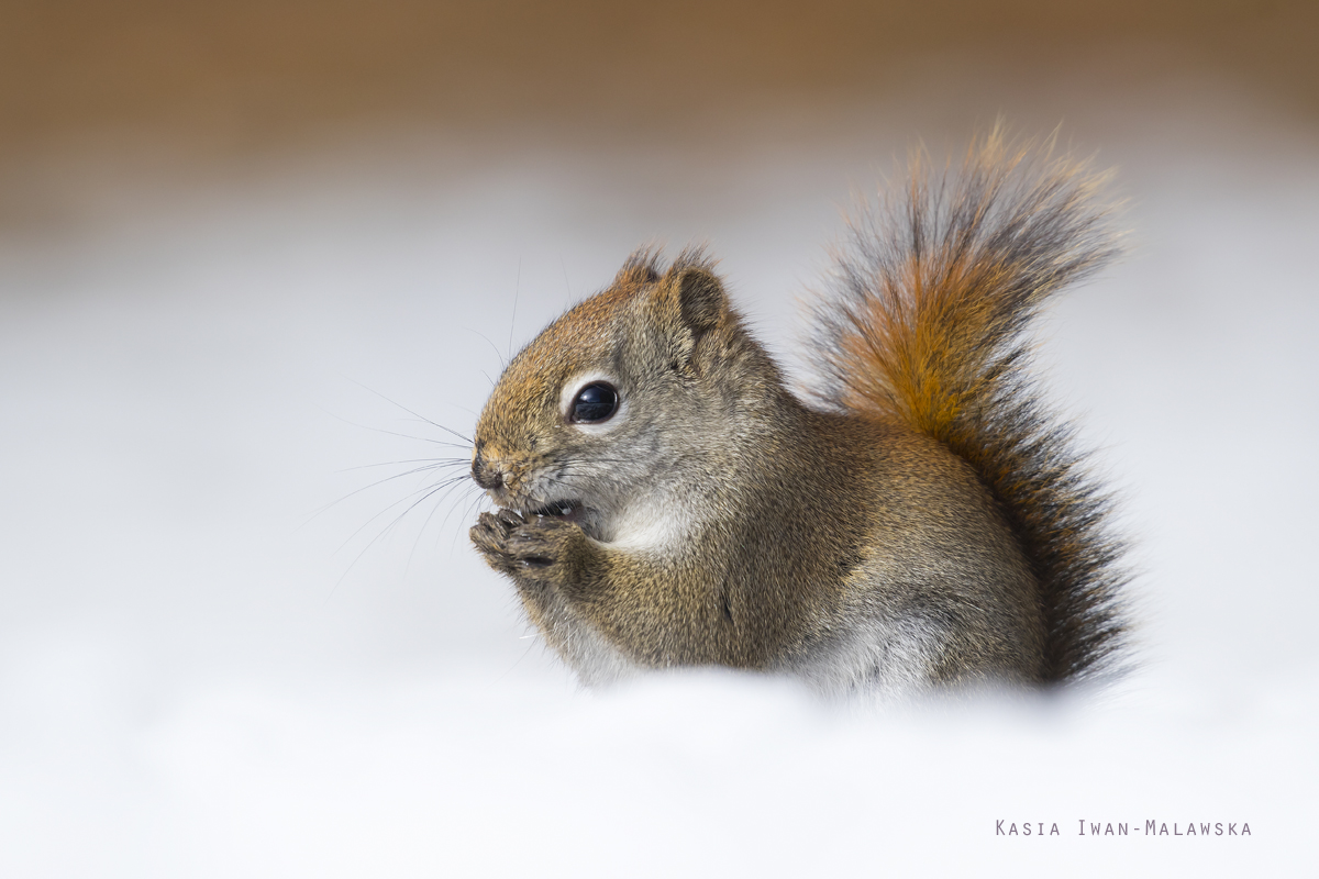 Wiewirka, Tamiasciurus, hudsonicus, sosnowirka, czerwona, Kanada, ssaki